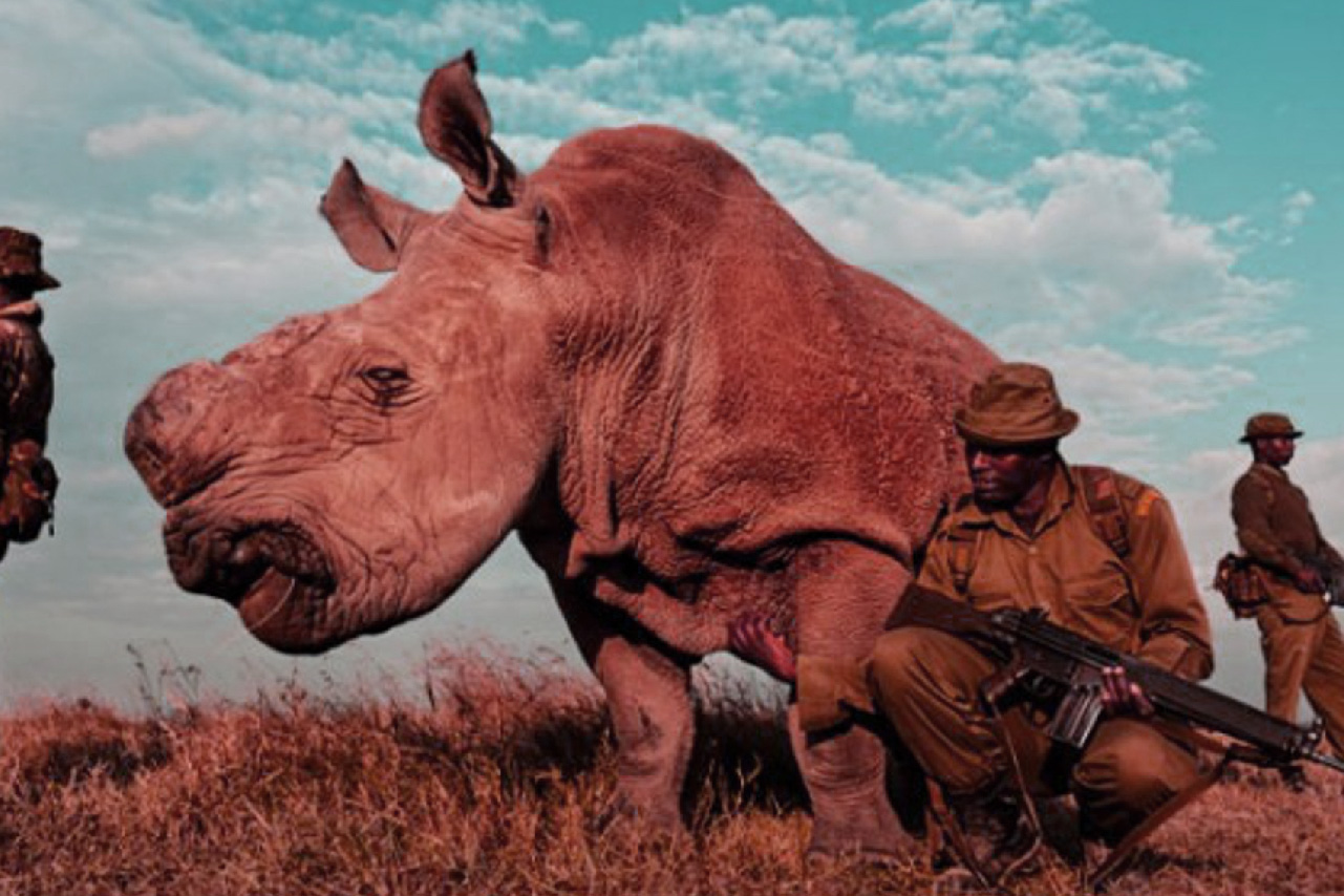 Post Anthropocene: White Rhino