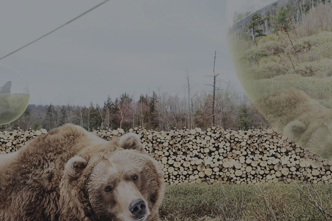 Designing for the Post-Anthropocene
